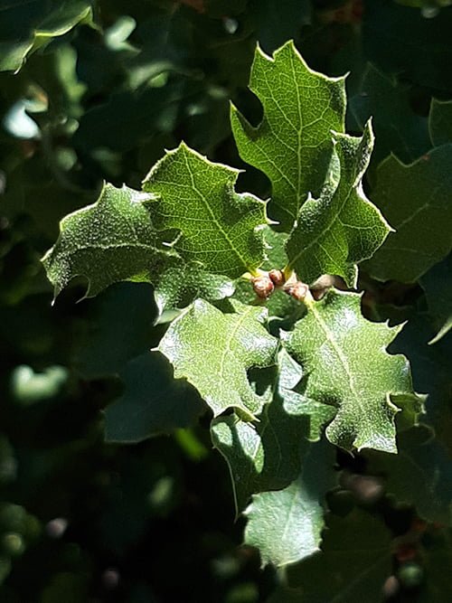 Scrub oak trees provide for many Valley News