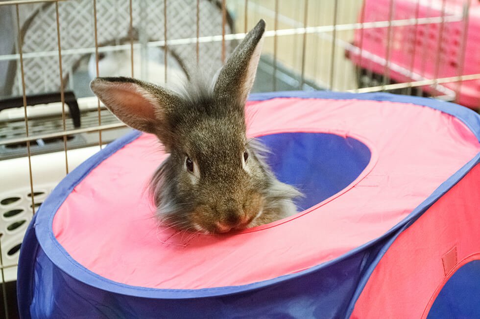 Bunnies abound at Lucky Bunny Rabbit Rescue adoption event Valley News